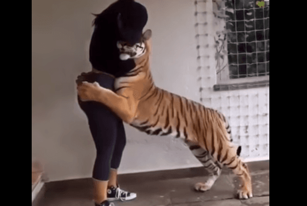 Tigri refuzon të heq duart nga të pasmet e vajzës(VIDEO)