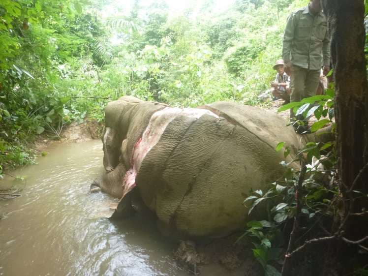 Prekëse, ja si vriten elefantët në Burma