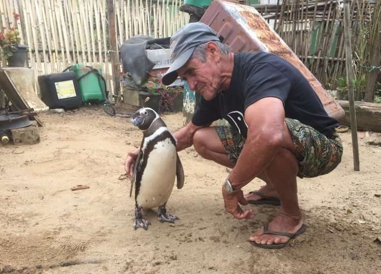Pinguini viziton njeriun që i shpëtoi jetën pesë vjet më parë