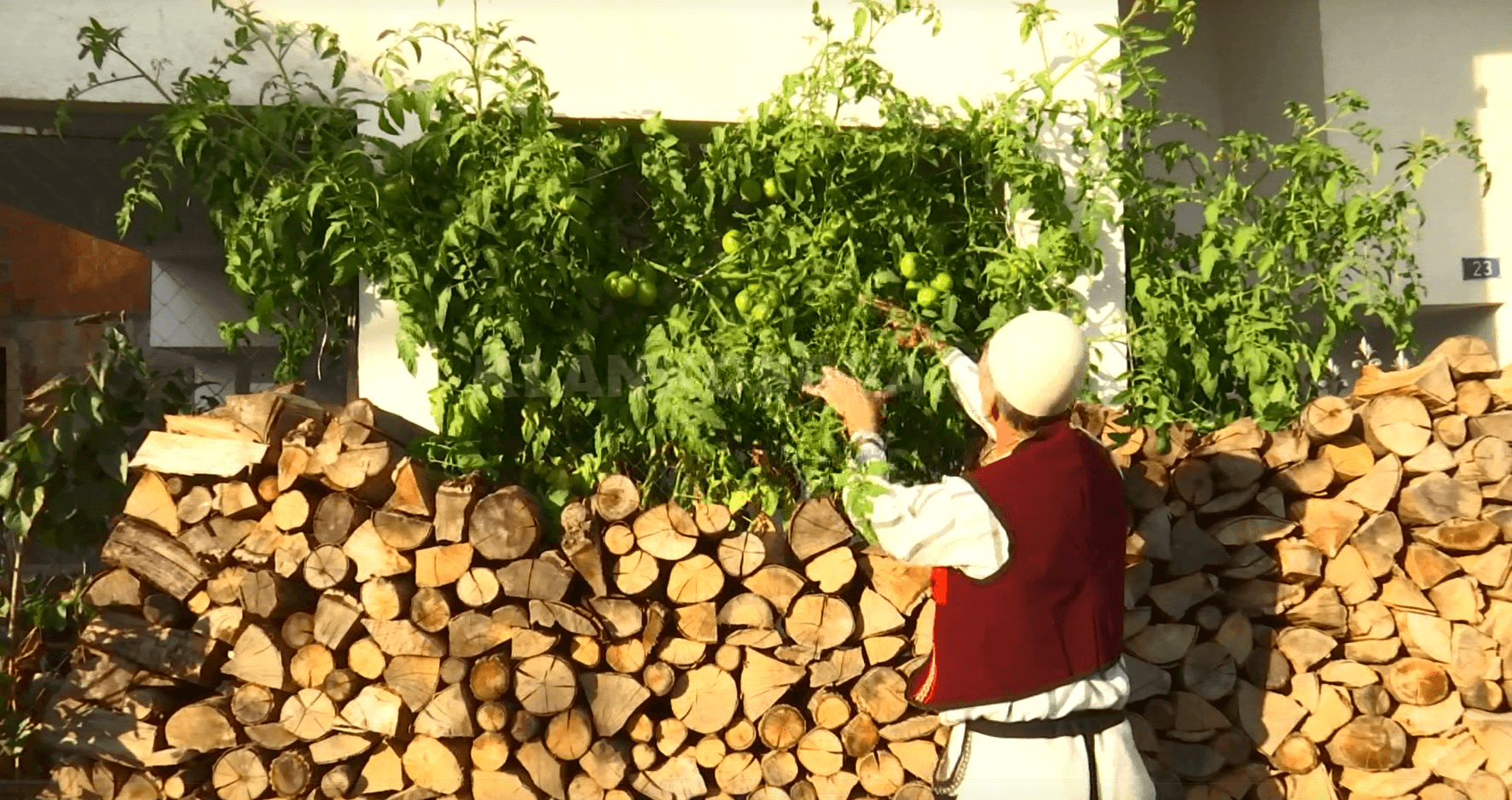 Domate si kjo nuk keni parë (VIDEO)