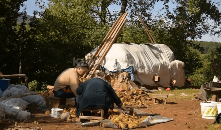 Junik: Banorët sigurojnë jetesën me gështenja (VIDEO)