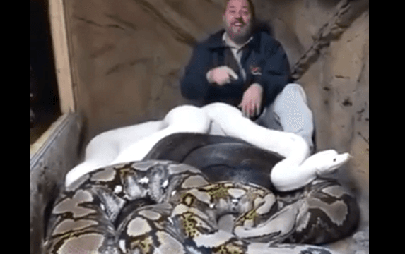 Ky njeri nuk i ka frikë gjarpërinjtë, ja çmenduria e tij (VIDEO)