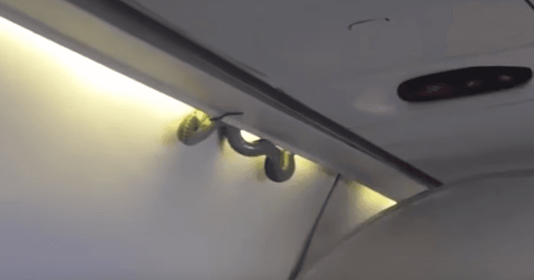 Gjarpri në avion gjatë fluturimit drejt Meksikës (VIDEO)