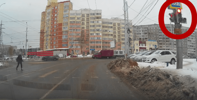 Qeni pret dritën e gjelbër për ta kaluar rrugën (VIDEO)