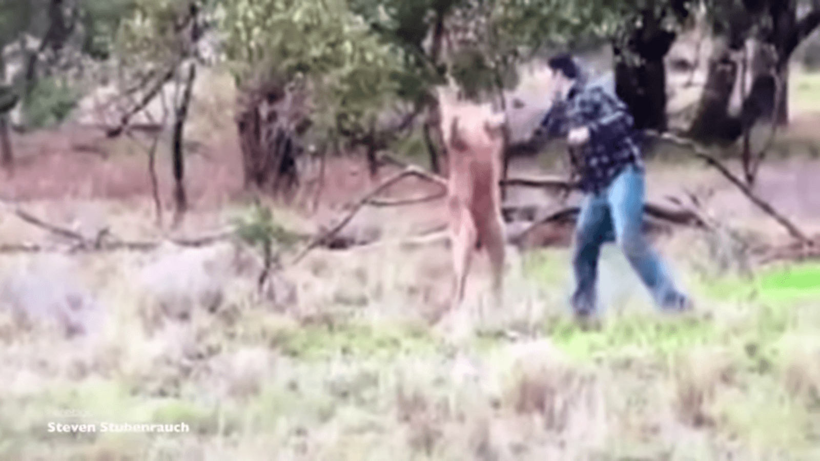 Burri qëllon me grusht kangurin (VIDEO)