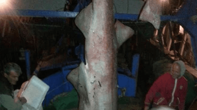 Borsh: Kapet peshkaqeni 5 metra i gjatë me peshë 450 kg