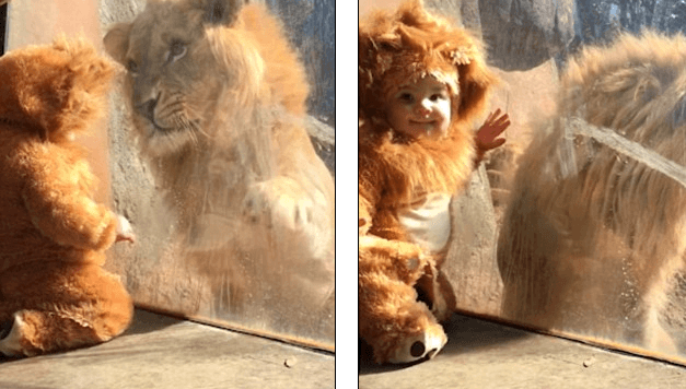 Shikoni si luani frikësohet përballë foshnjës 11 muajshe (VIDEO)