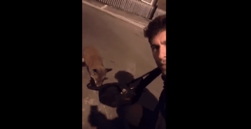 Një histori interesante mes njeriut dhe dhelprës (VIDEO)