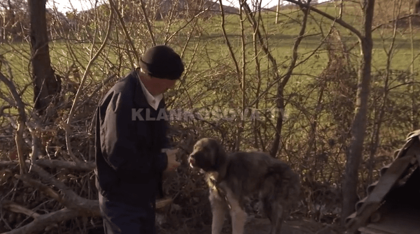 Vllahi: Banorët hasin në një kafshë të ngjashme me ujkun (VIDEO)