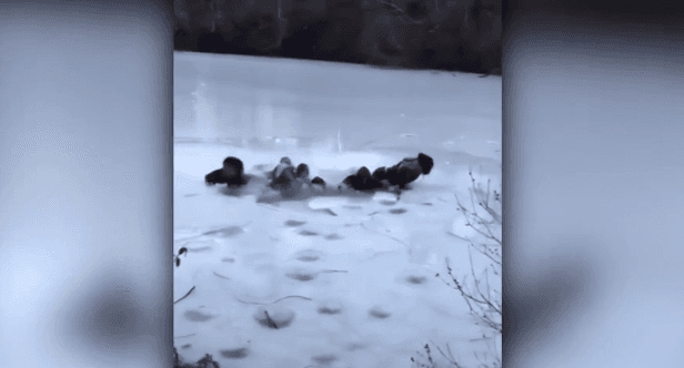 E frikshme: Adoleshentëve iu thyhet akulli teksa bënin selfie (VIDEO)