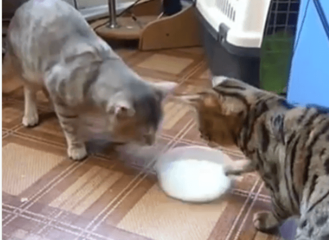 Jo luftë mes Tom dhe Jerry, por luftë mes macesh (VIDEO)