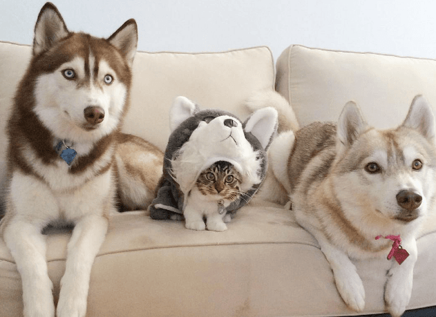 Kjo kotele ende mendon se i takon familjes Husky (FOTO)