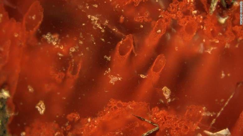 Zbulohet dëshmia më e vjetër e jetës në planet