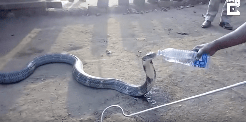 Çfarë do të bënit përballë një gjarpri? (VIDEO)