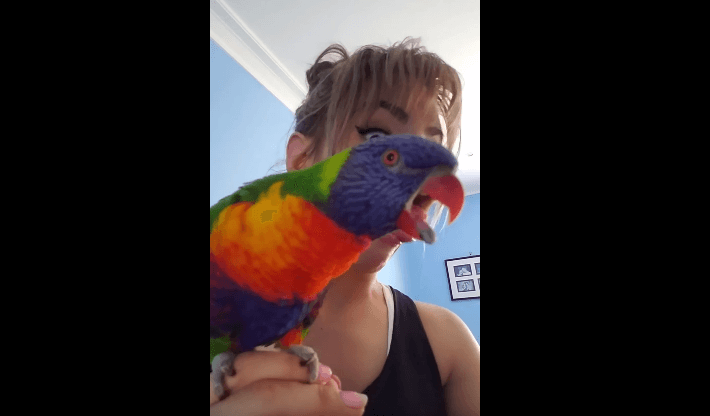 Papagalli do me çdo kusht të jetë si pronarja e tij (VIDEO)