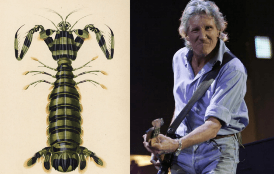 Një specie karkalecash mban emrin e Pink Floyd
