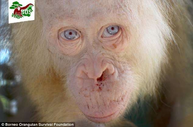 Orangutani unik sykaltër(FOTO)