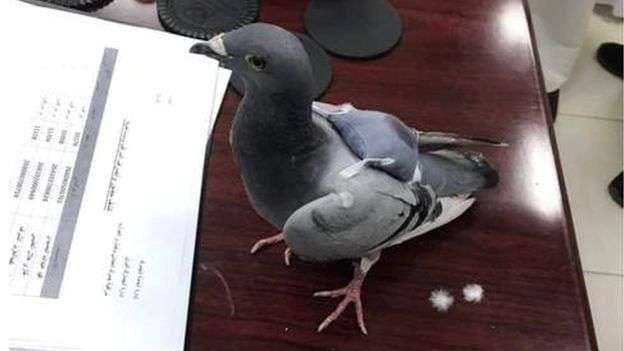 Zbuloni ku "e ka fshehur" ky pëllumb drogën (FOTO)