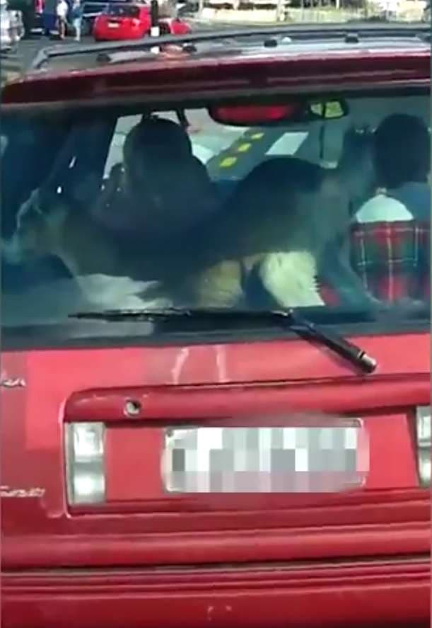 Fëmija dhe dhia vozisin bashkë  (VIDEO)