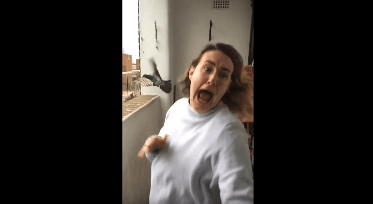 Pëllumbi e frikëson për vdekje këtë grua (VIDEO)