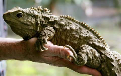 Ky zvarranik, mbijetuesi i parë i dinosaurëve!