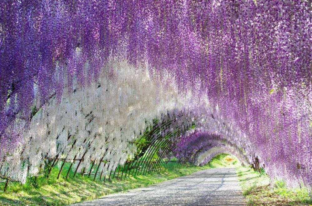 Parku i Luleve Ashikaga në Japoni