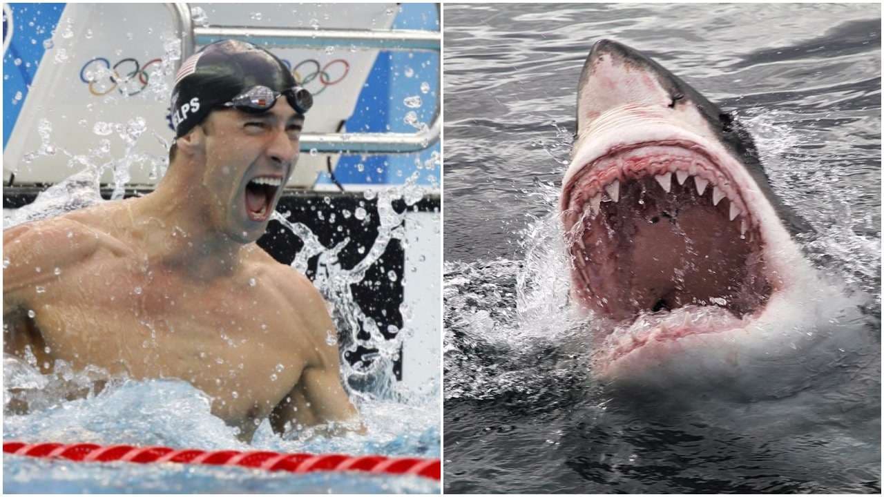 Michael Phelps në garë kundër peshkaqenit (VIDEO)