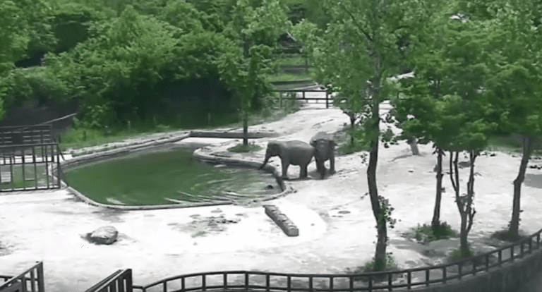 Momenti kur elefantët shpëtojnë të voglin e tyre (VIDEO)