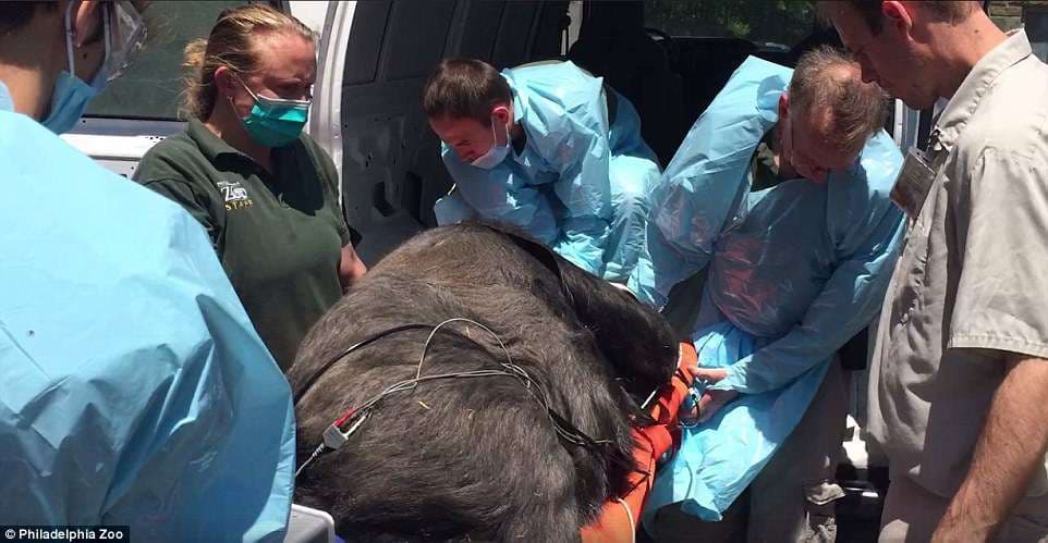 Mjekët ndihmojnë gorillën ta sjellë në jetë fëmijën (FOTO)