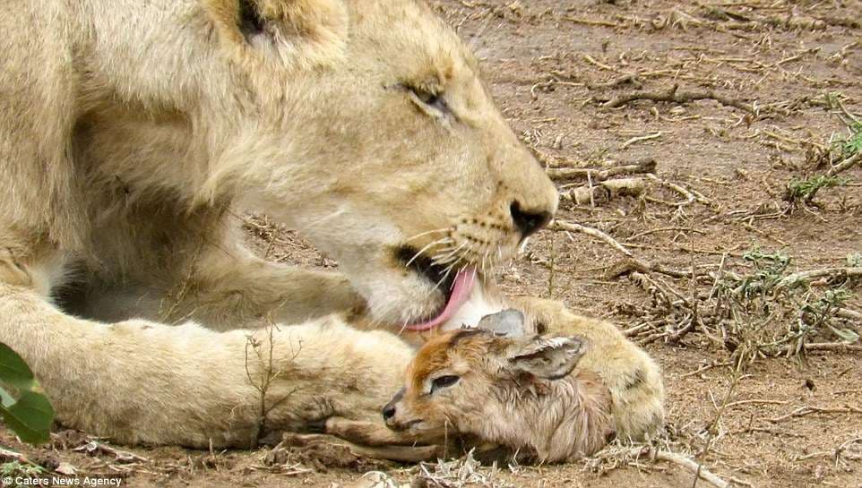 E rrallë: Luani adopton të voglin e antilopës! (FOTO)