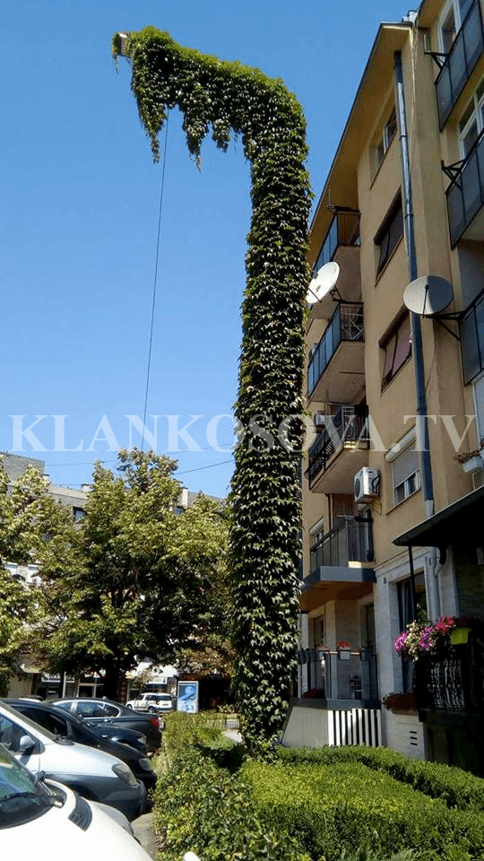 Prishtinë: Merakliu mbulon llampën e ndriçimit me lule gjigante (FOTO)