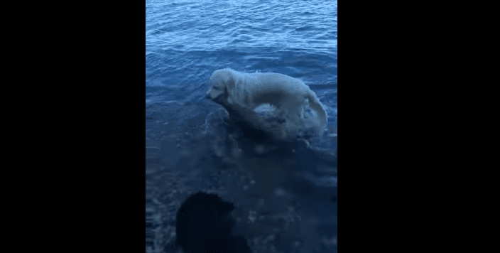 Kupton që dreri tremuajsh po mbytet në ujë, qeni hero e shpëton (VIDEO)