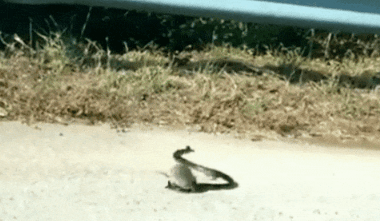 Momenti kur miu shpëton të voglin e saj nga gjarpëri (VIDEO)