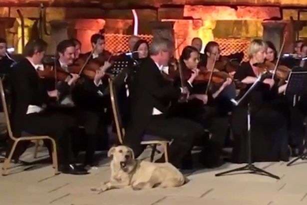 Qeni, mysafir i paftuar në orkestër (FOTO)