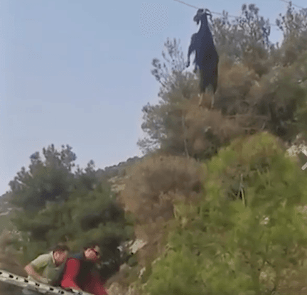Si mundet kjo dhi të qëndrojë në telat e rrymës? (VIDEO)