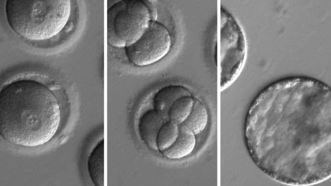 Shkencëtarët arrijnë të ndryshojnë ADN-në në embrion