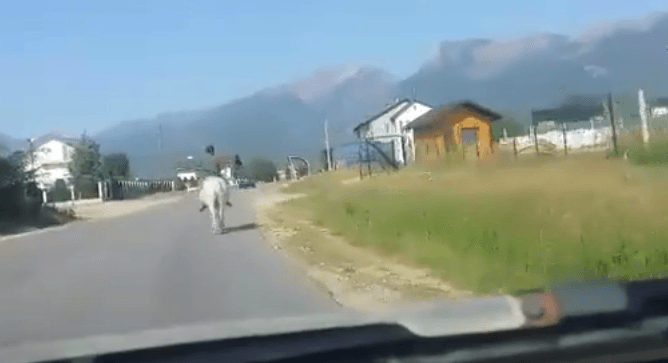 “Princi” pejan në kali të bardhë (VIDEO)