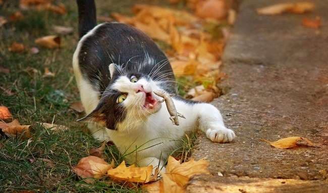 Fotografi që do ju bëjnë të qeshni
