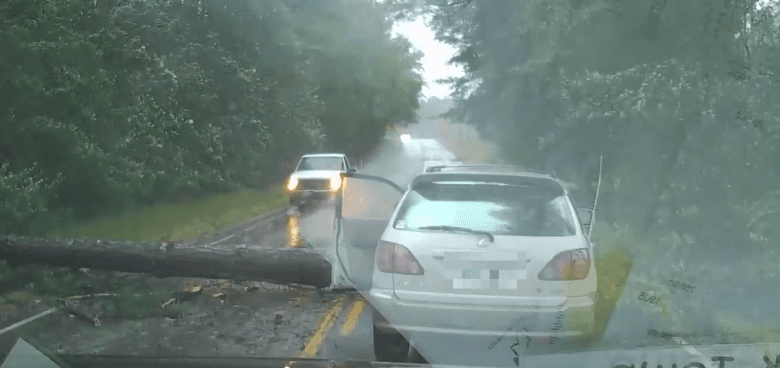 Uragani Irma - Momenti kur pema bie mes rrugës kryesore (VIDEO)