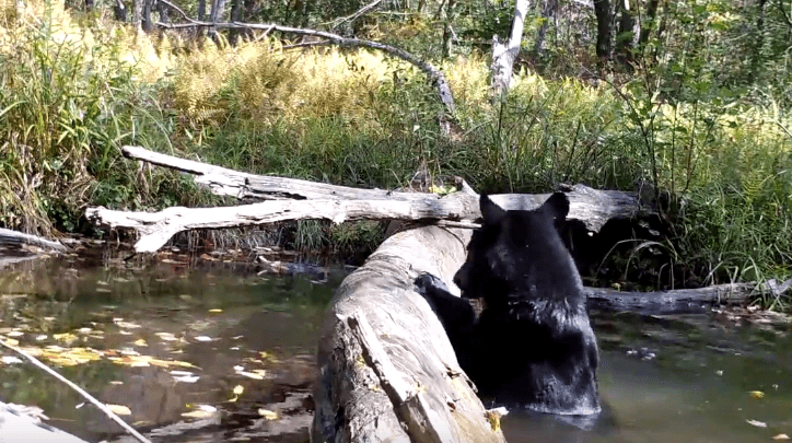 Ariu bënë dush në liqen (VIDEO)