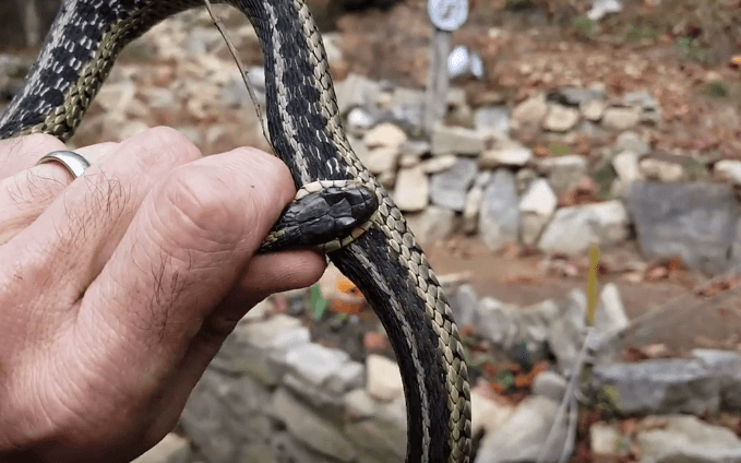 Gjarpri kafshon veten (VIDEO)