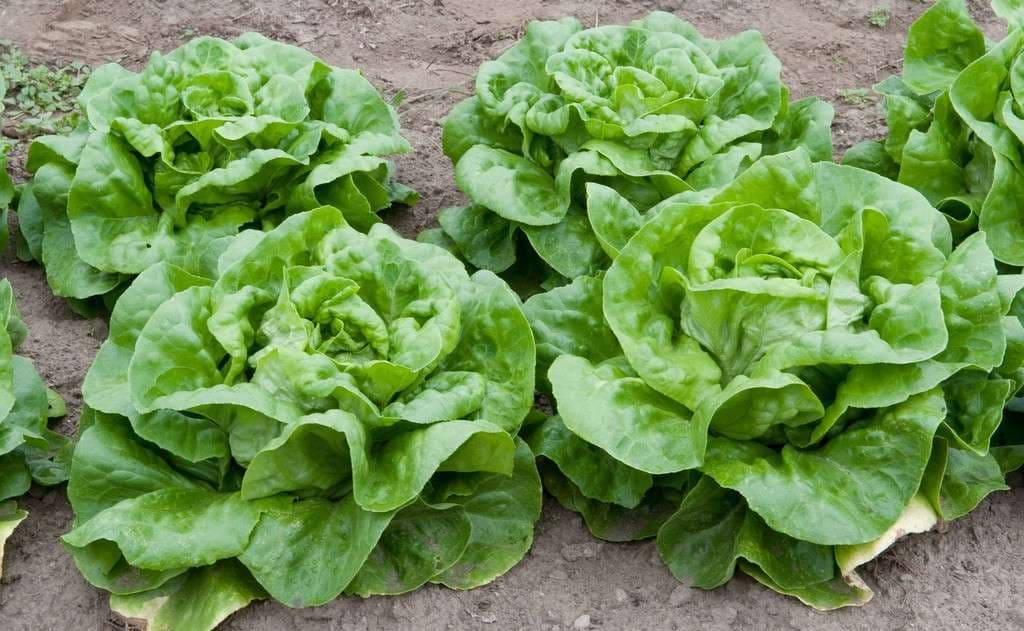 Kështu mund ta përdorni sallatën e gjelbër për fytyrë