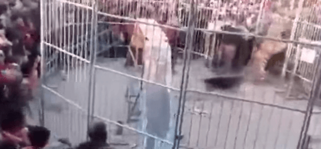 Momenti kur tigri del nga kafazi dhe sulmon publikun (VIDEO)