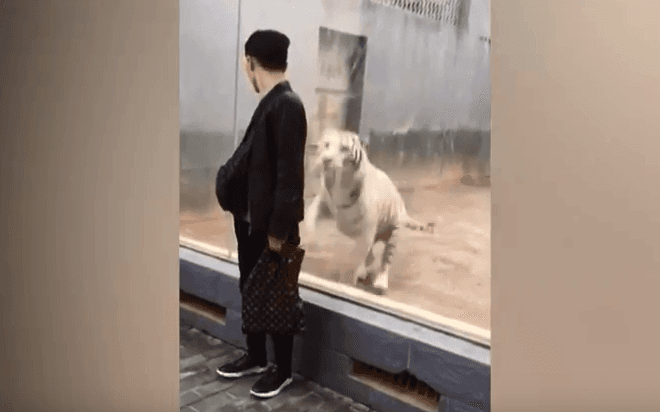 Momenti kur tigri hidhet në sulm por dështon – ja pse (VIDEO)