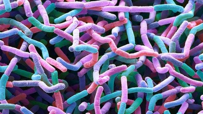 Zbulohet familje e re antibiotikësh në baltë
