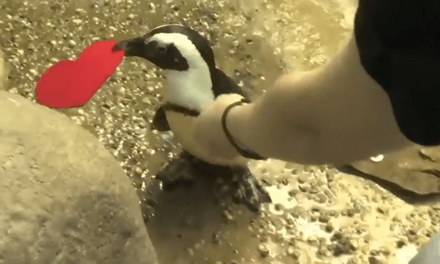 Pinguinët festojnë Shën Valentinin (VIDEO)