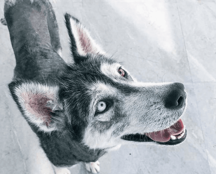 Transformimi i pabesueshëm i këtij Husky (FOTO)