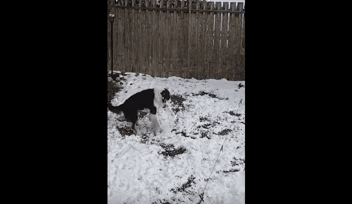 Qeni përpiqet të bëjë një dordolec (VIDEO)