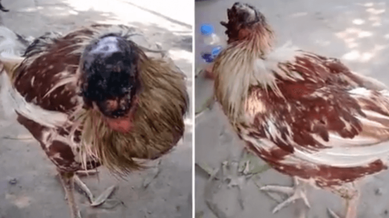 Pula pa kokë ende e gjallë dhe shëndosh (VIDEO)