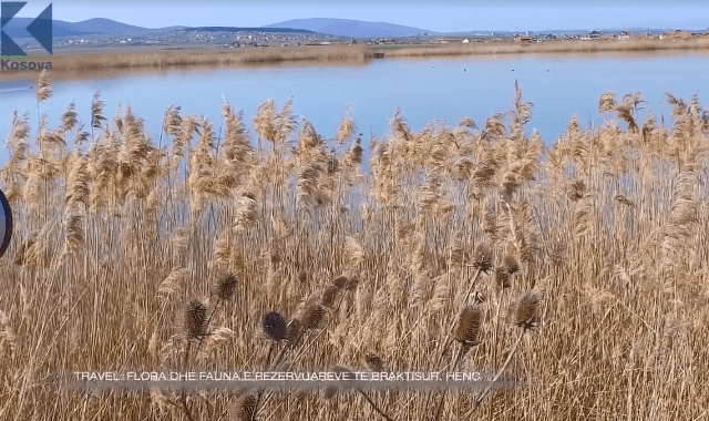 Ligatina e Hencit, një oazë e bimëve dhe shpezëve që duhet ruajtur (VIDEO)